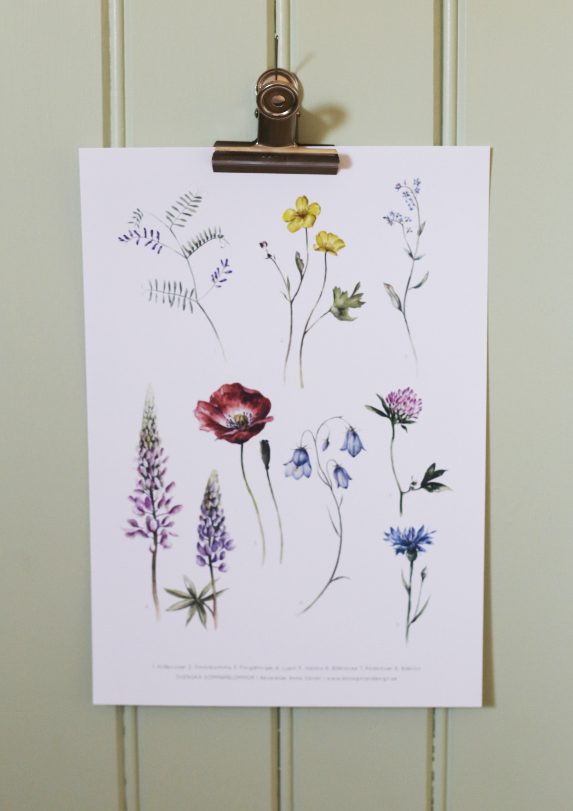 Ängsblommor 21x30