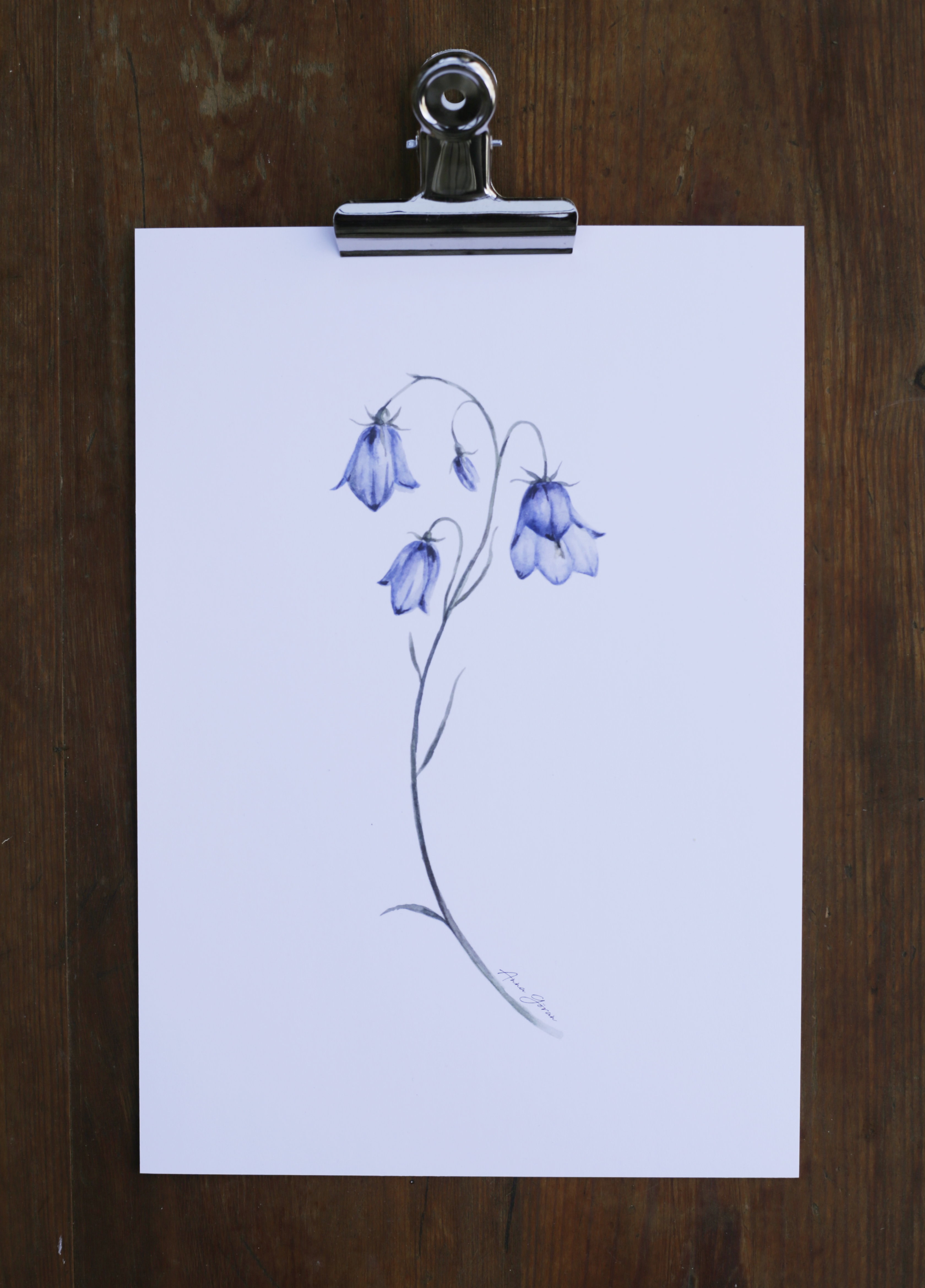 Blåklocka 21x30