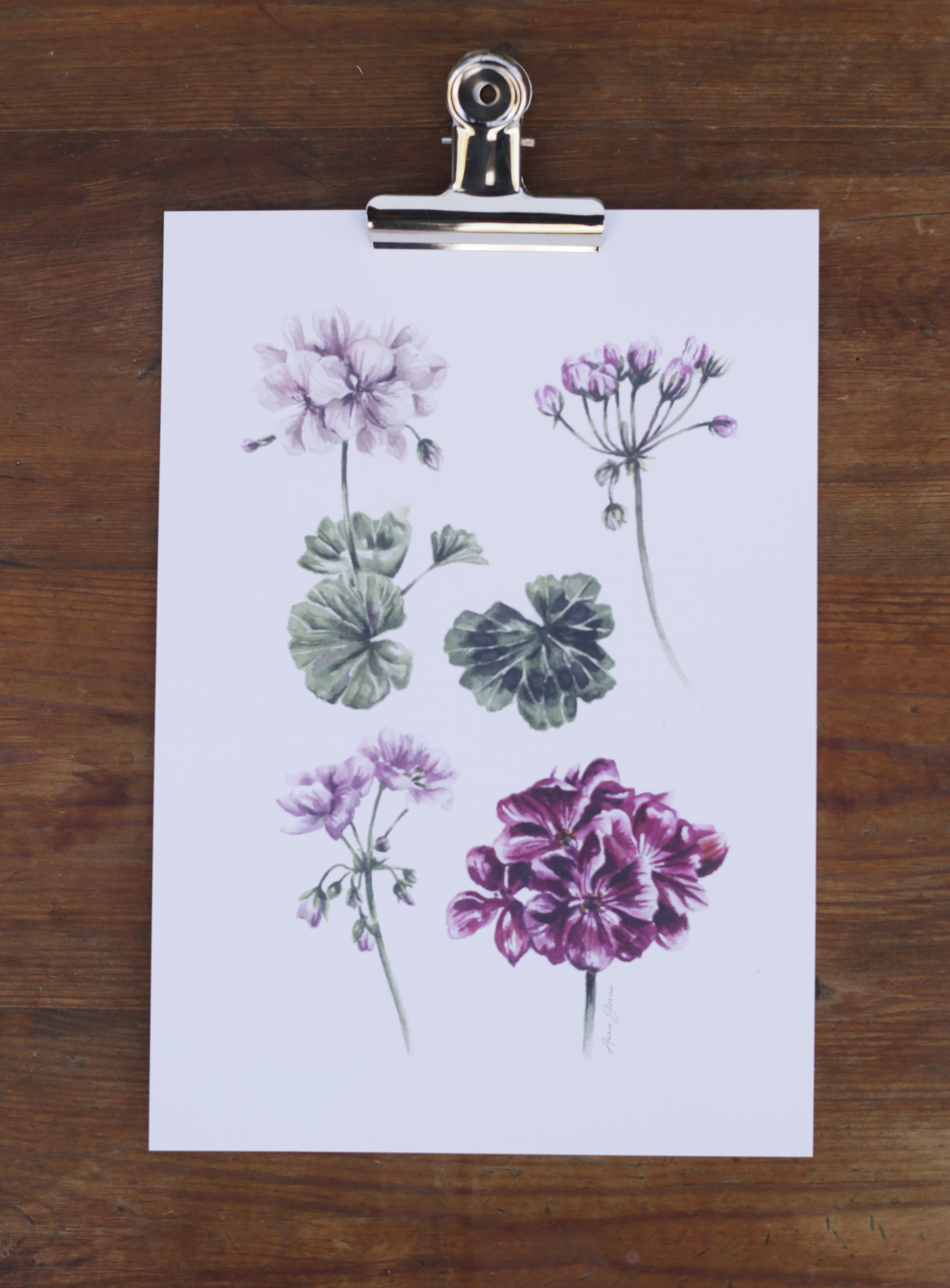 Pelargon 21x30