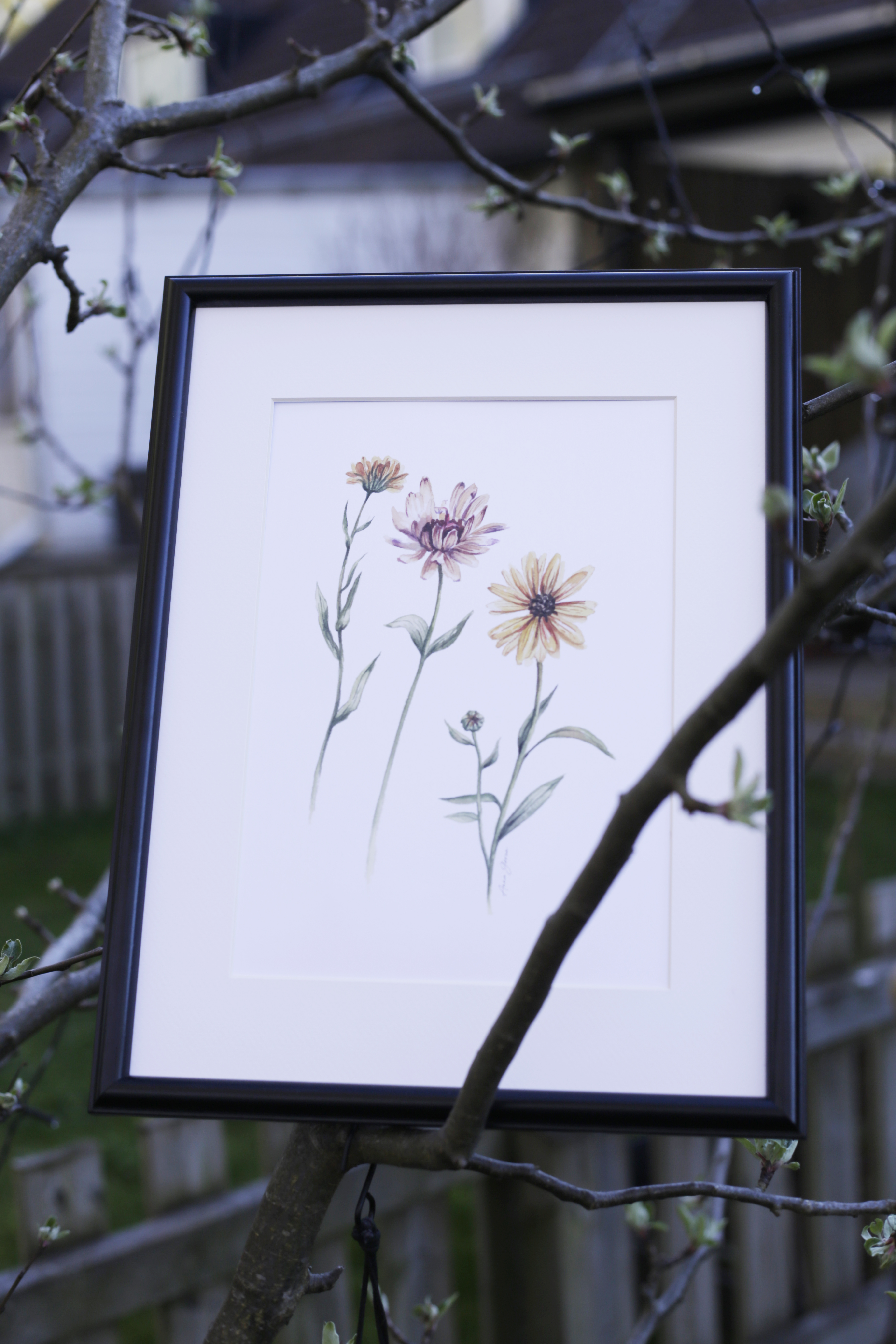 Ringblomma 21x30