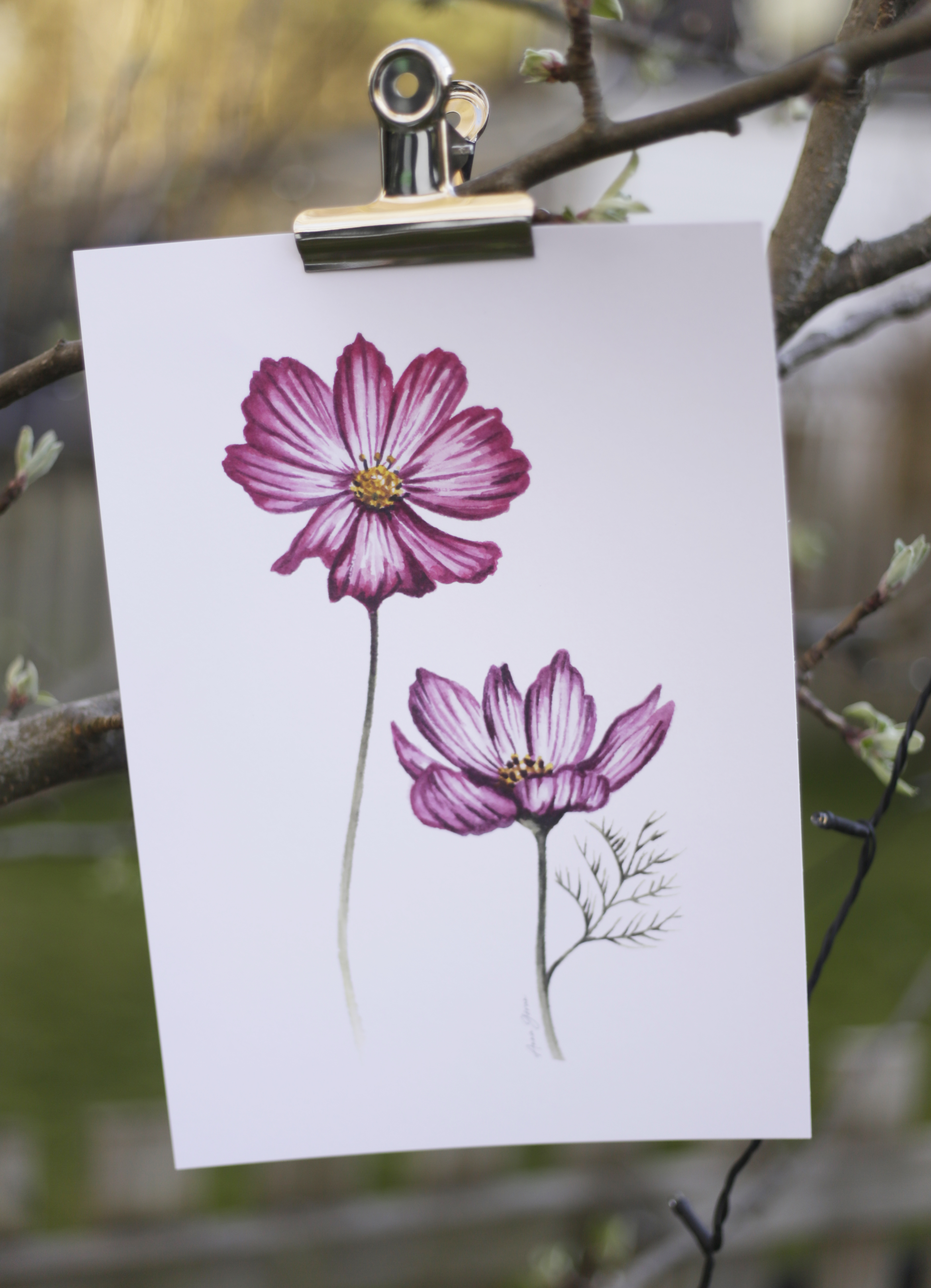 Rosenskära 21x30