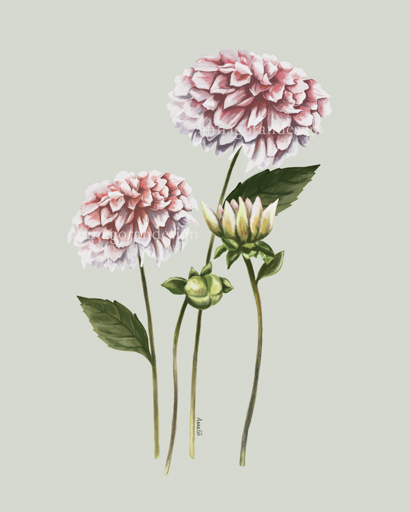Poster Dahlia - 3
