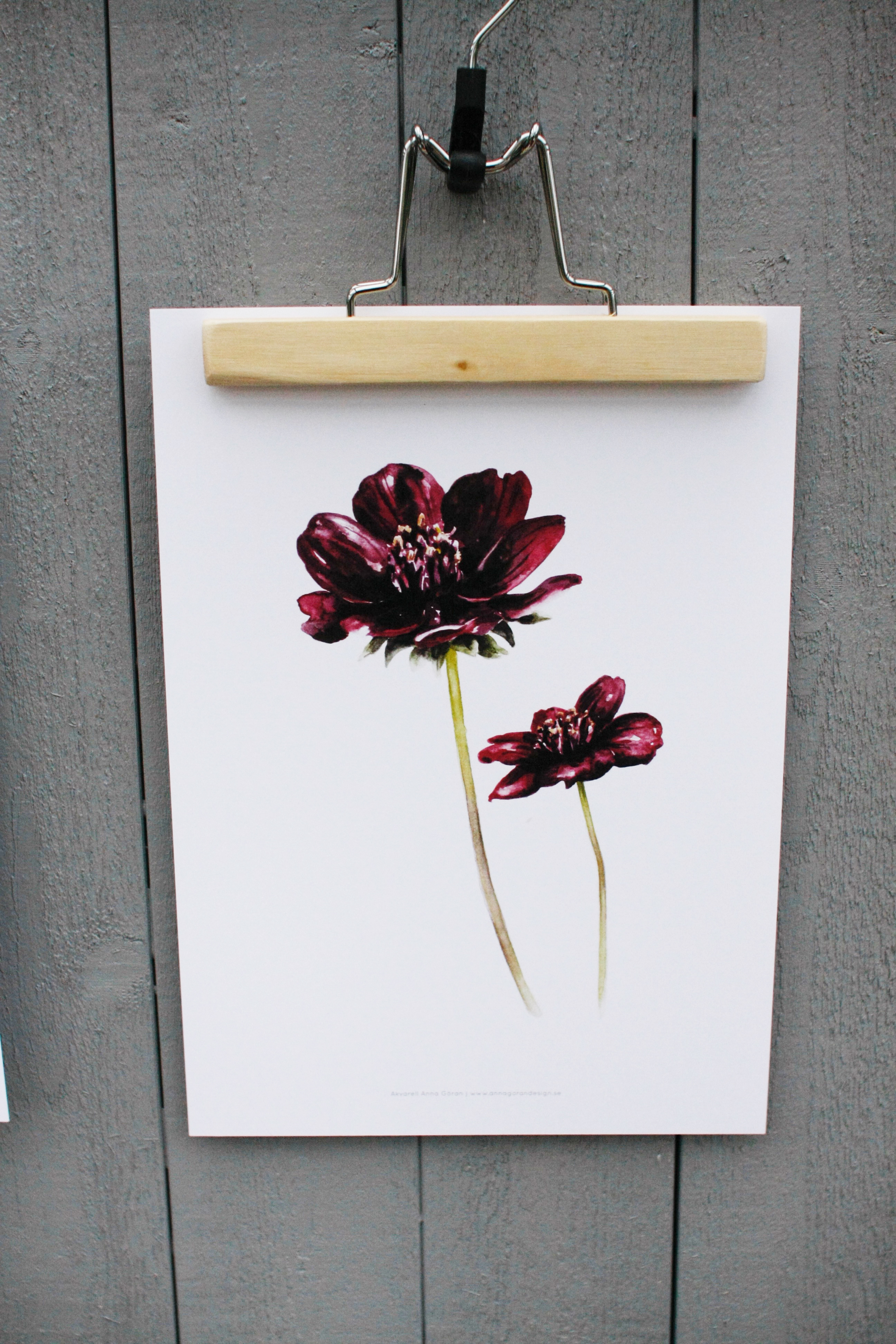 Poster Chokladblomma