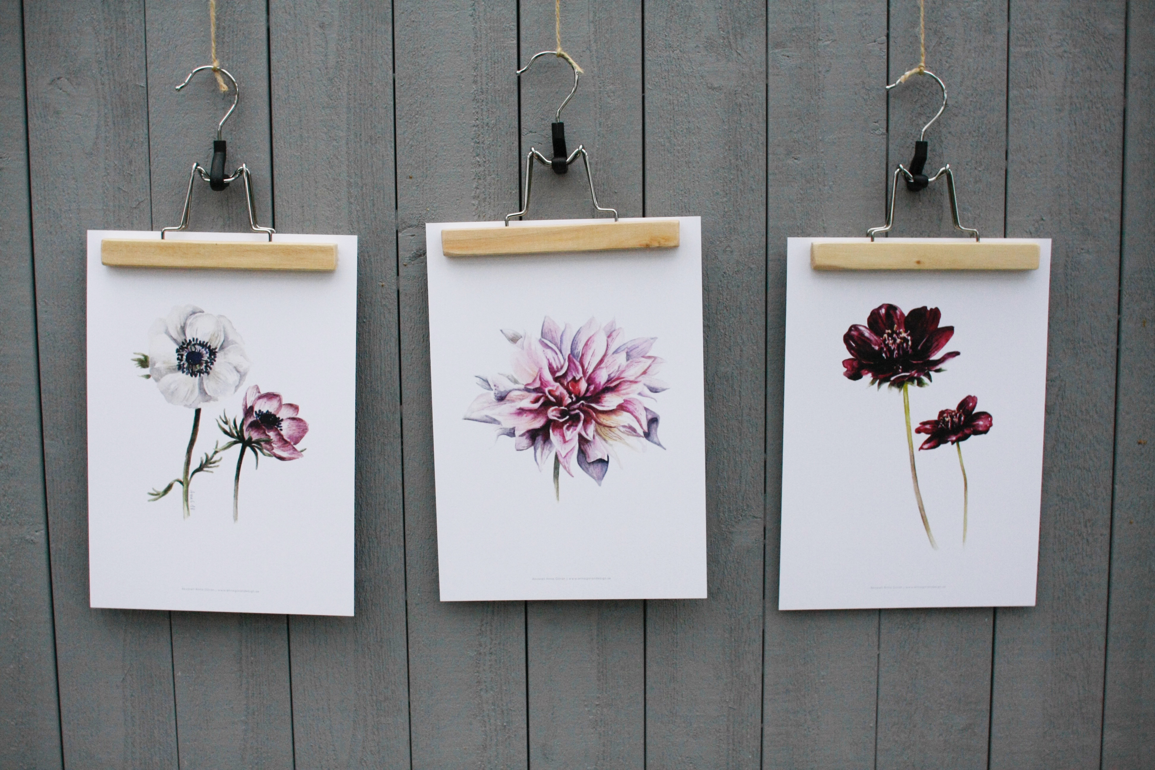 Poster Anemoner