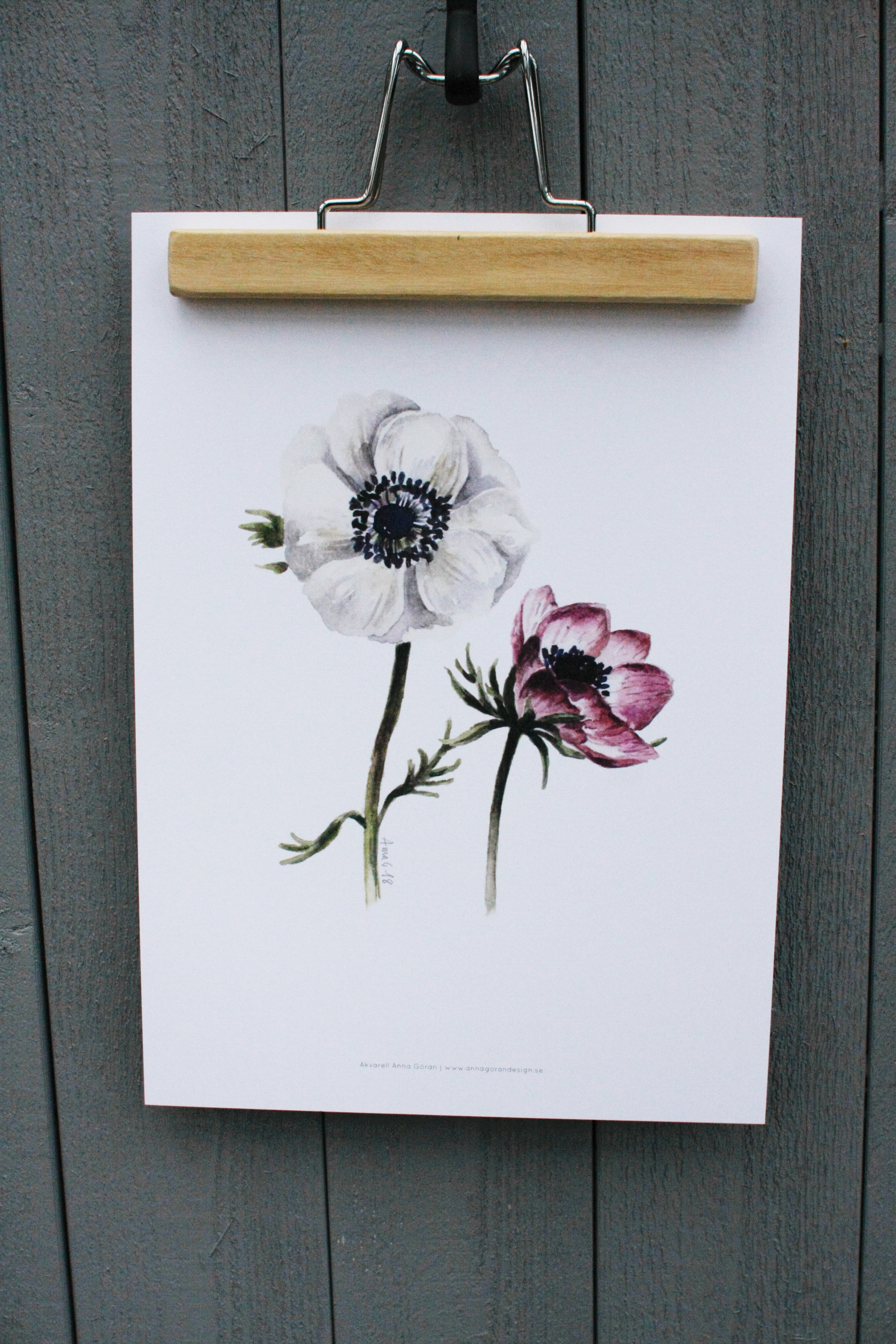 Poster Anemoner