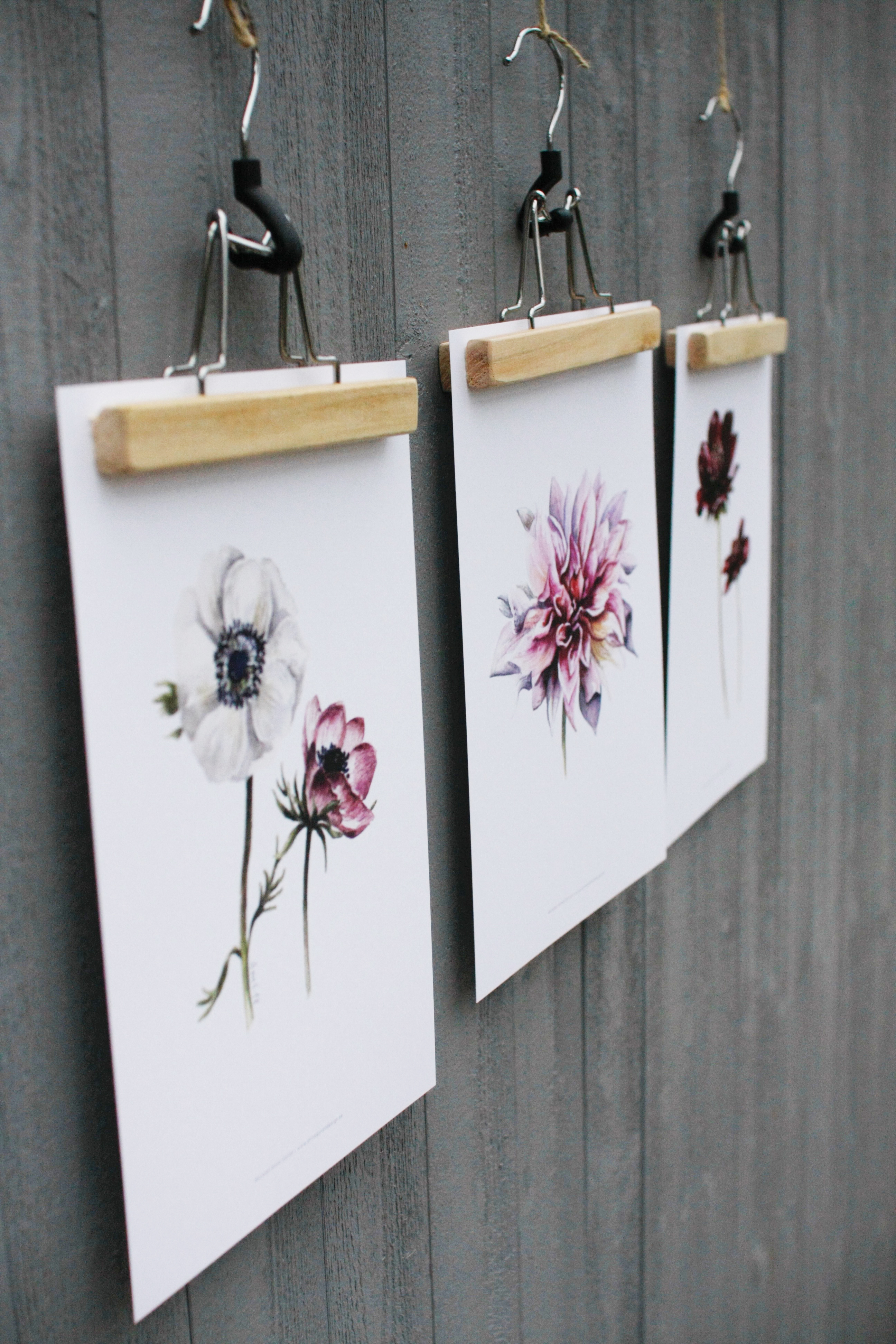 Poster Anemoner - 3