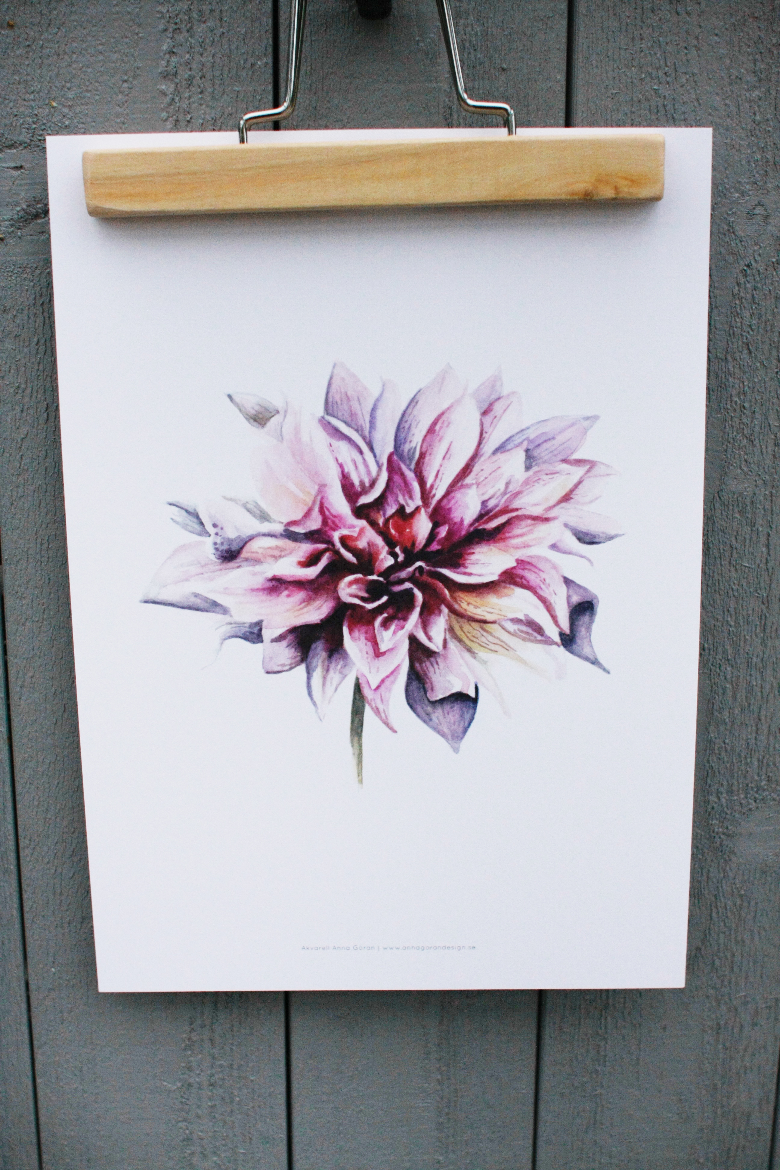 Poster Dahlia