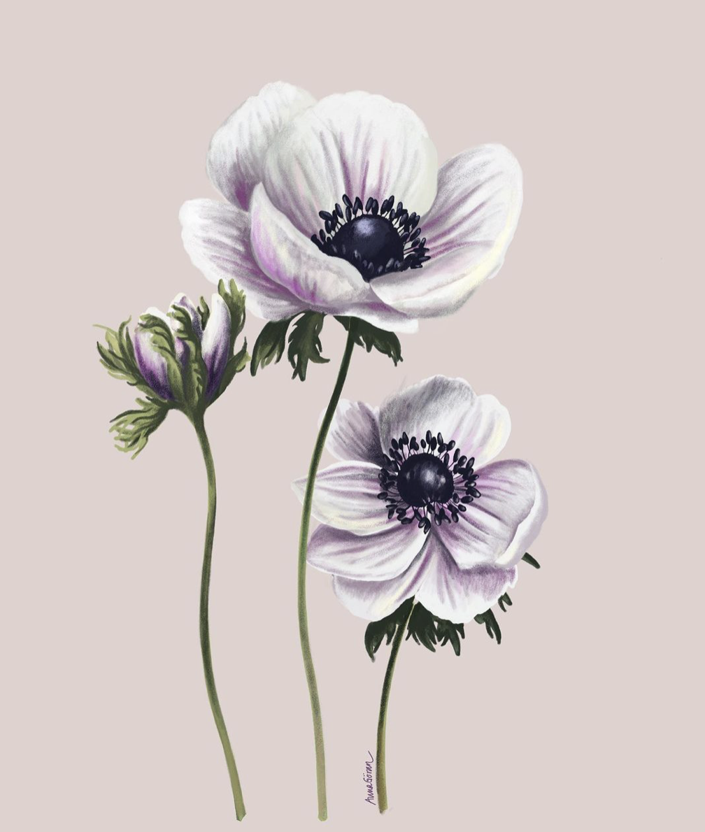 Vita anemoner