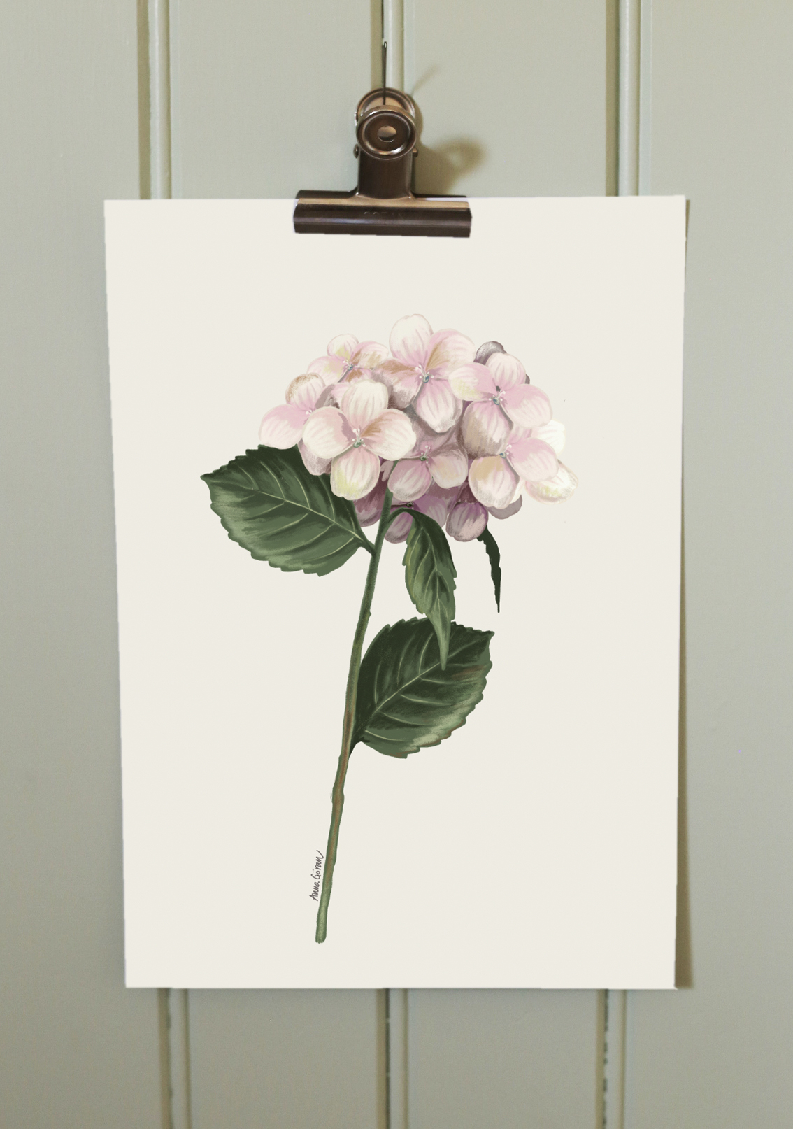 Rosa hortensia