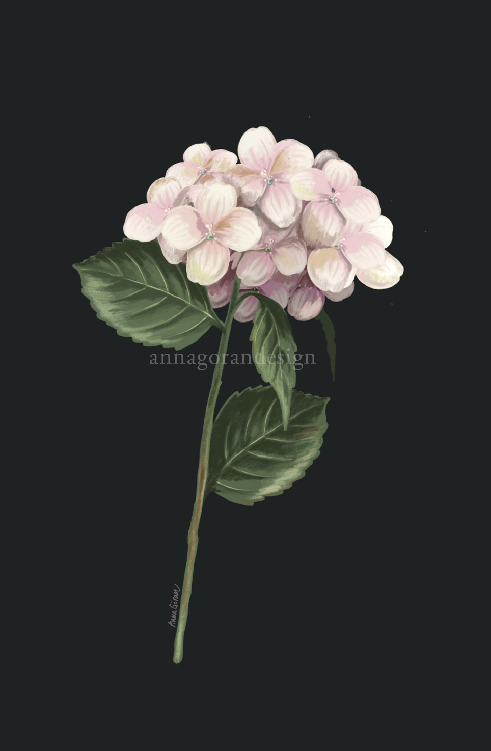 Rosa hortensia - 3