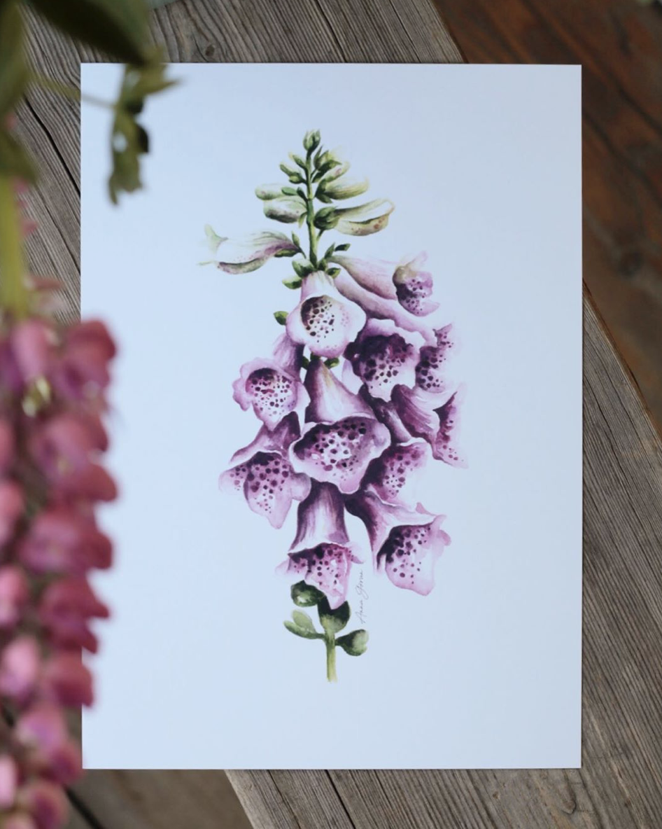 Fingerborgsblomma 21x30