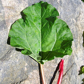 SUTTON SEEDLESS, rabarbersort