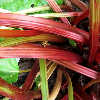 FRAMBOZEN RED, rabarbersort