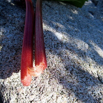 ELMSFEUR, rabarberplanta