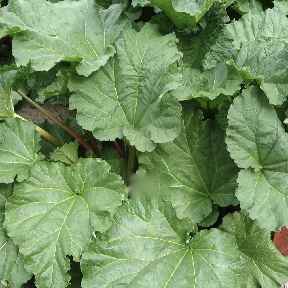 STOCKBRIDGE CROPPER, rabarbersort