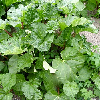 KARPOW LIEPSHIEGO, rabarbersort