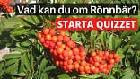 Testa dina kunskaper i vårt quiz om rönnbär