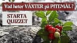 Quiz - Kan du växters namn på Pitemål?