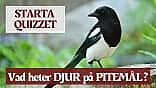Quiz - Vet du djur namn på Pitebonska?