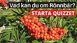 Quiz - Vad kan du om Rönnbär?