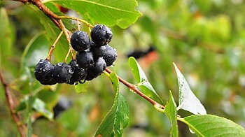 Aroniabär - Aronia