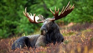 Gåvor till Jägare