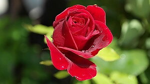 Röda rosor