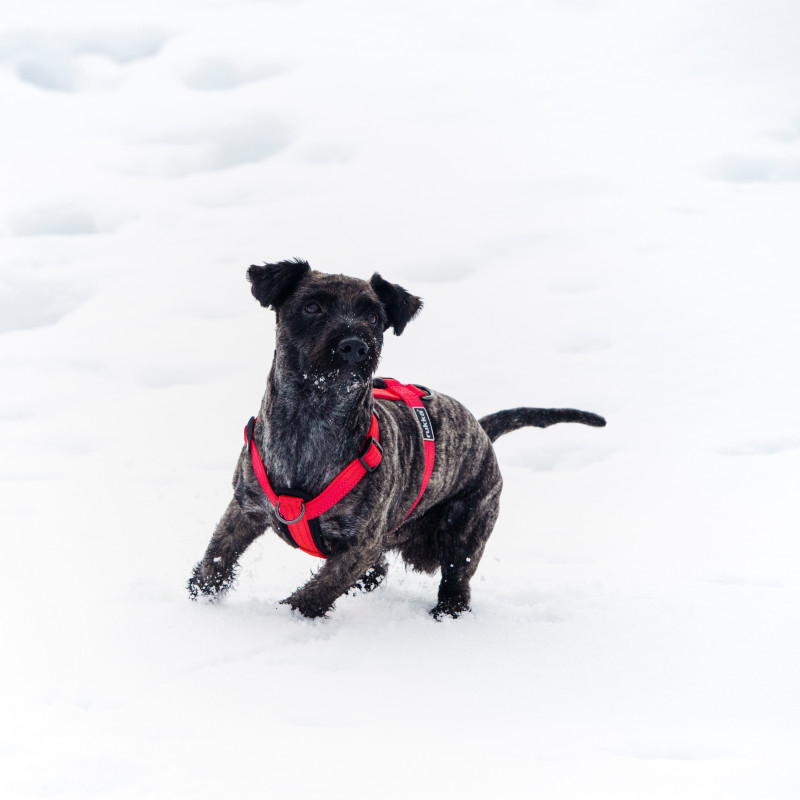 Rukka Form Harness - 6