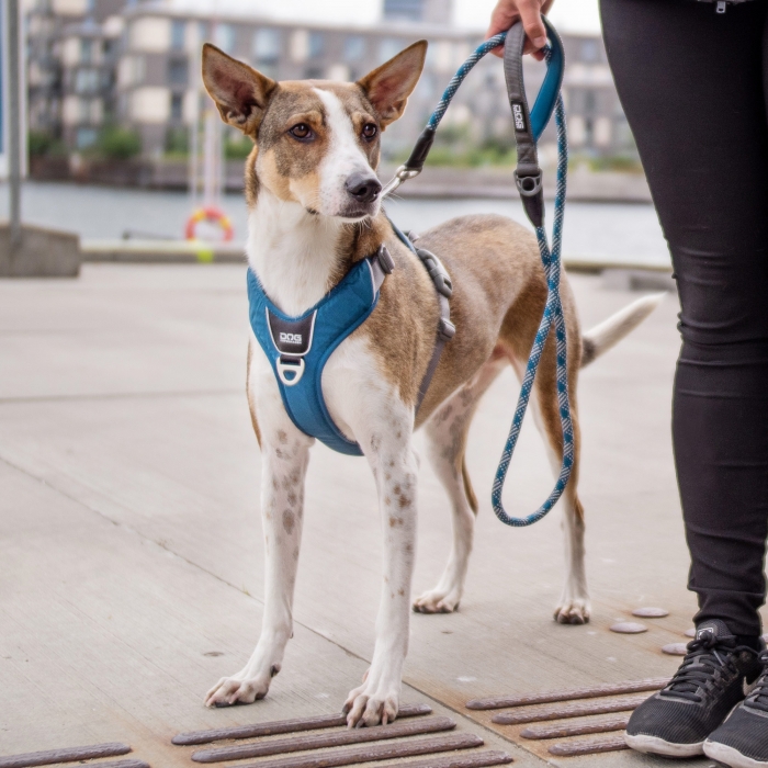 Dog Copenhagen Urban Rep™ Koppel - 3