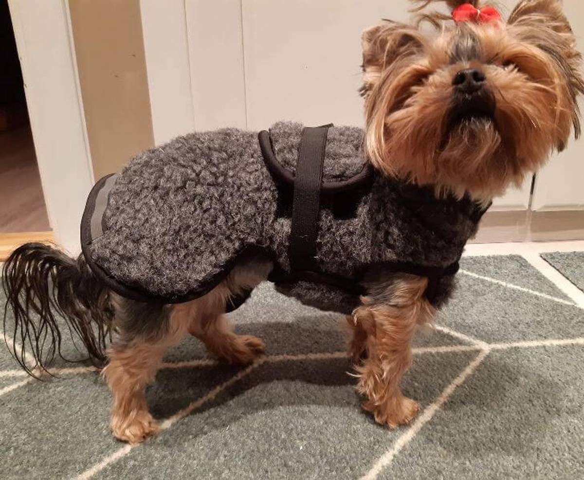 Canelana Ambassador/Selva - Wool coat Dog - 4