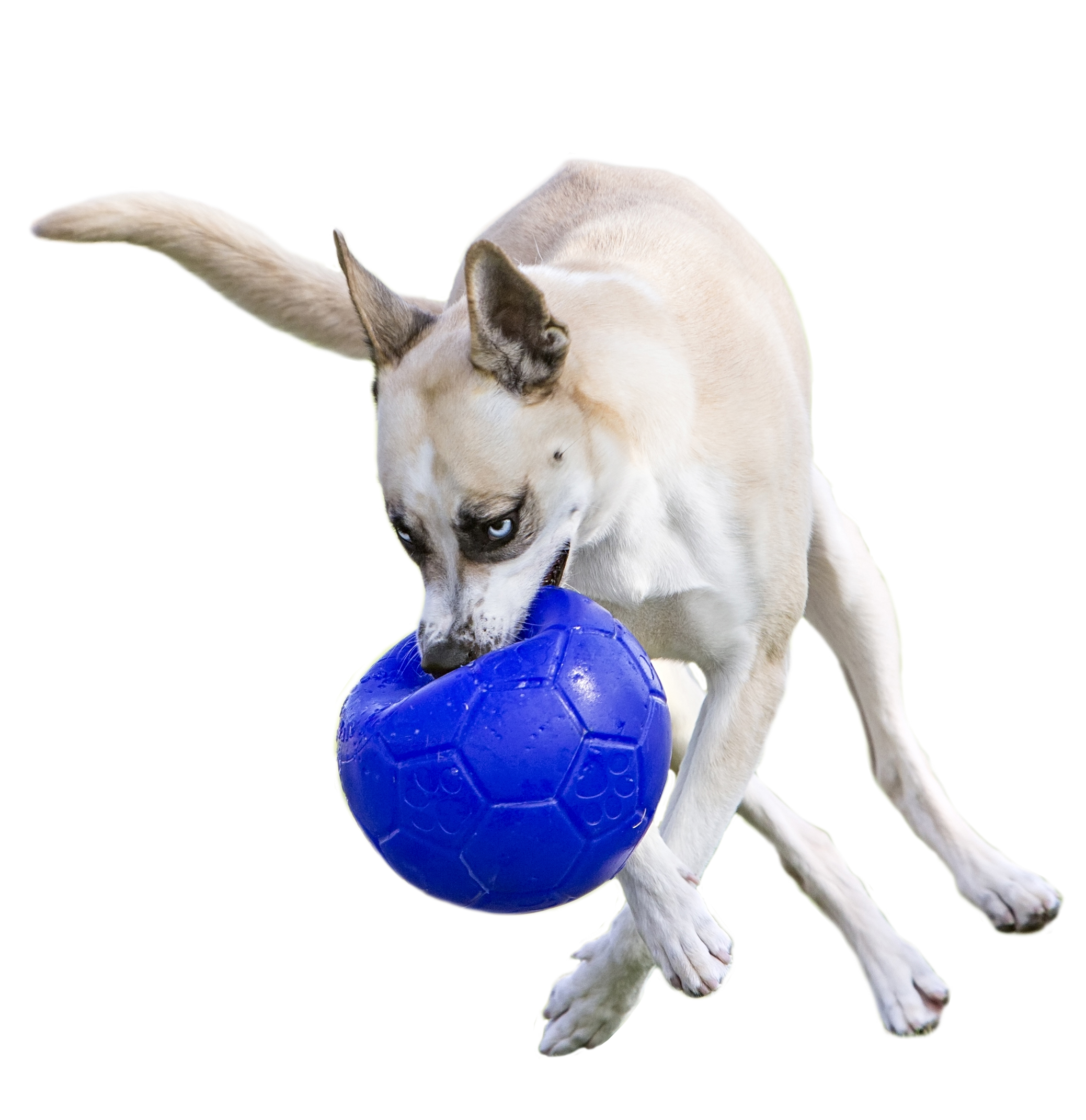 Jolly pets jolly outlet soccer ball dog toy