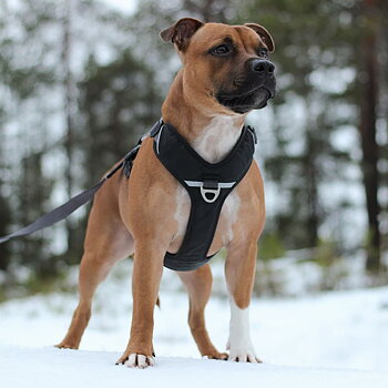DOG Copenhagen Comfort Walk Pro™ Sele