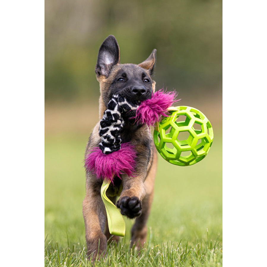 Puppy course step 1