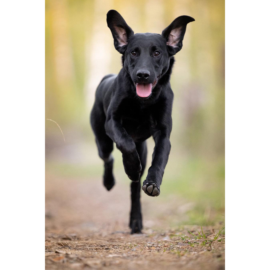 Puppy course step 2