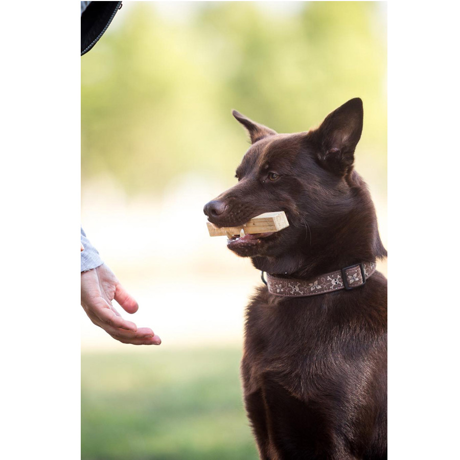 Puppy course step 4