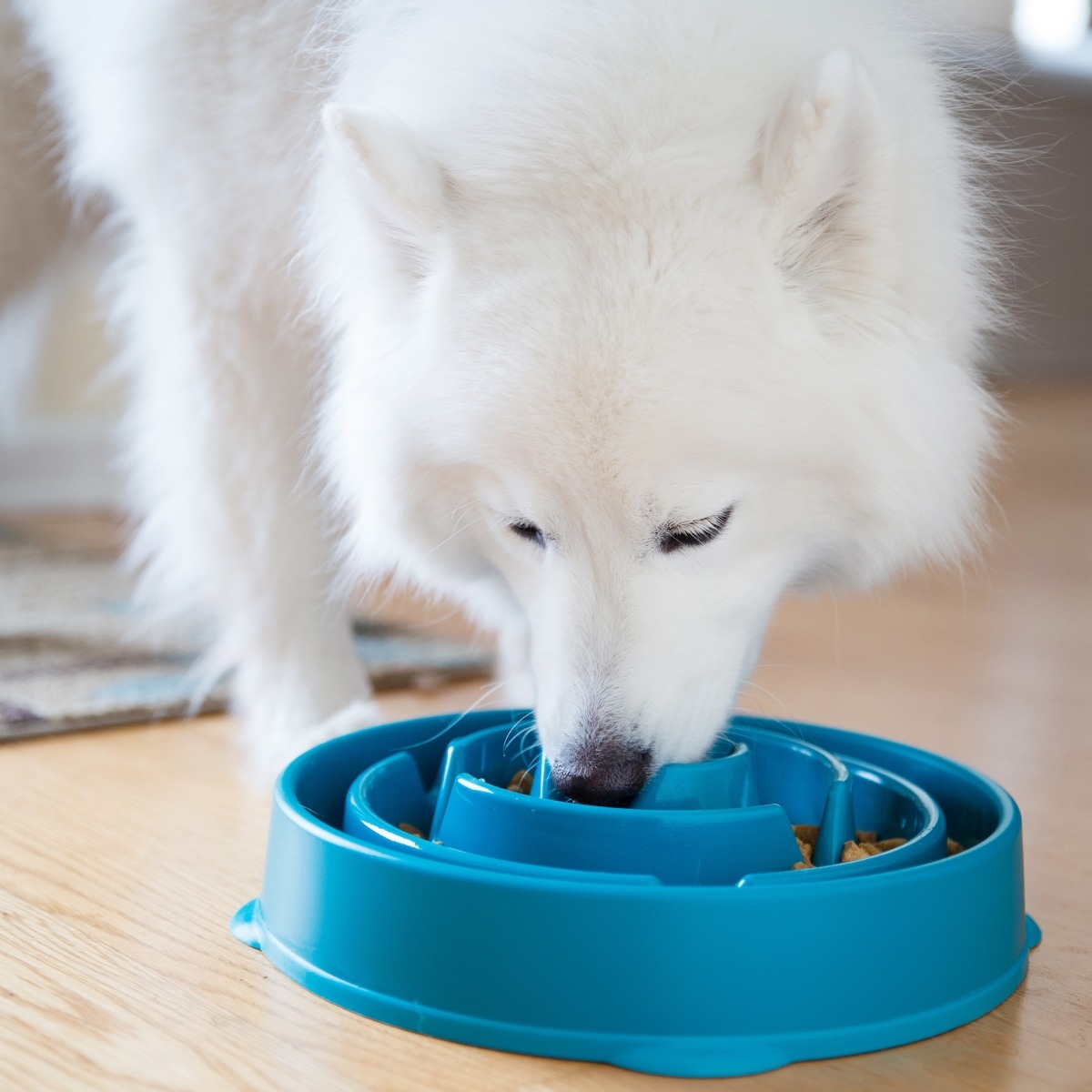 Fun Feeder skål - 4