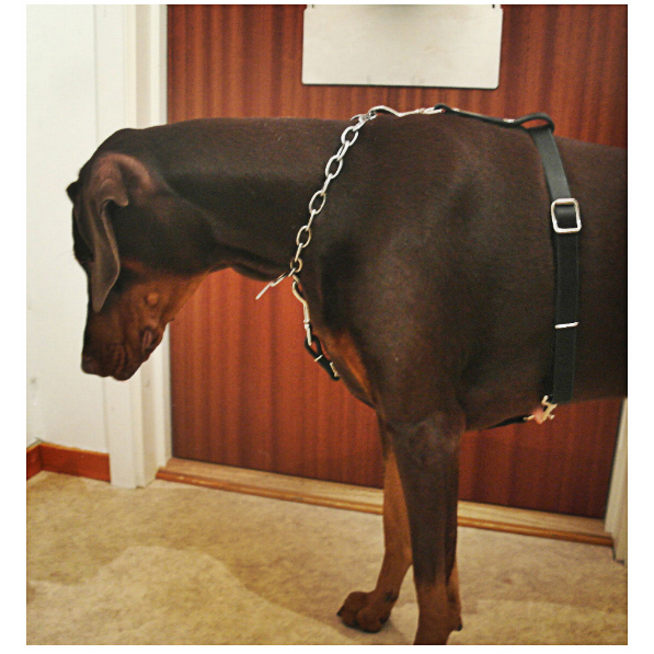 Bottcher harness Jami