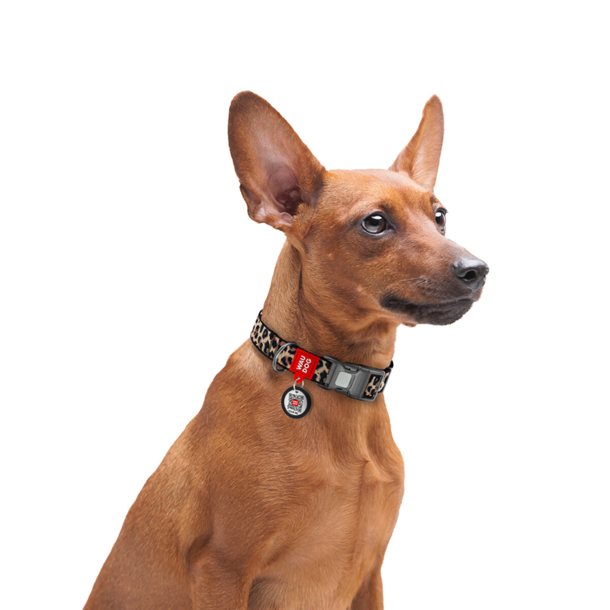 Waudog collar Leopard - 3