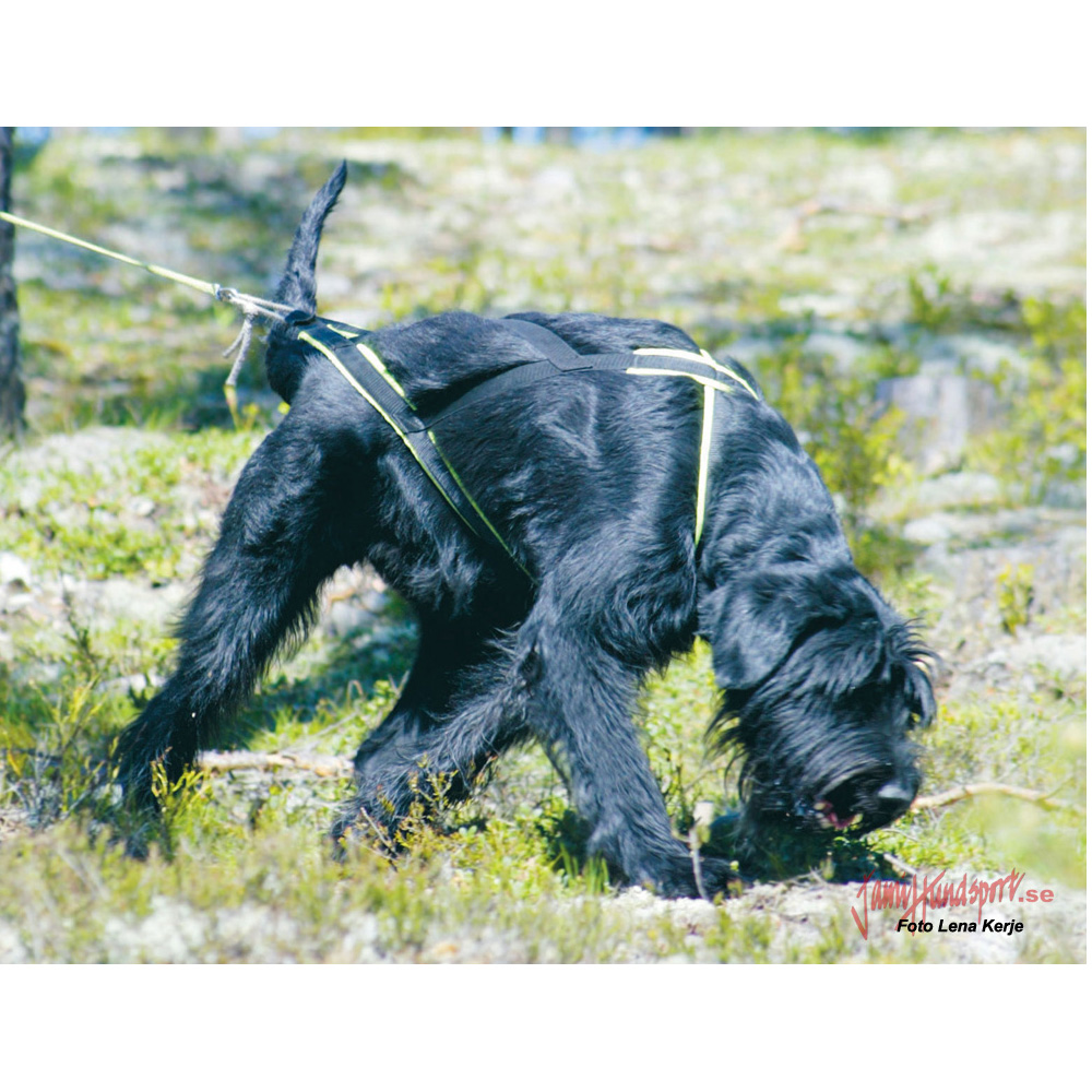 Björkis Nome harness - 5