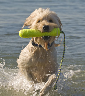 Air KONG flytande