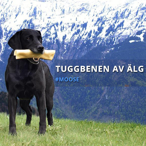 RAUH Älg Sticka