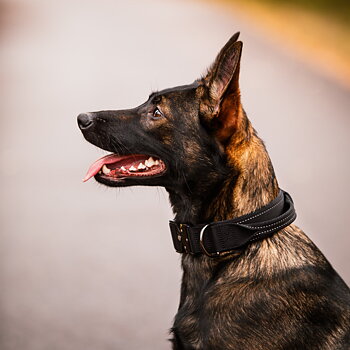 Rukka Mission Collar