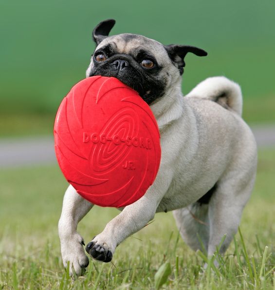 Frisbee Dog-Disc