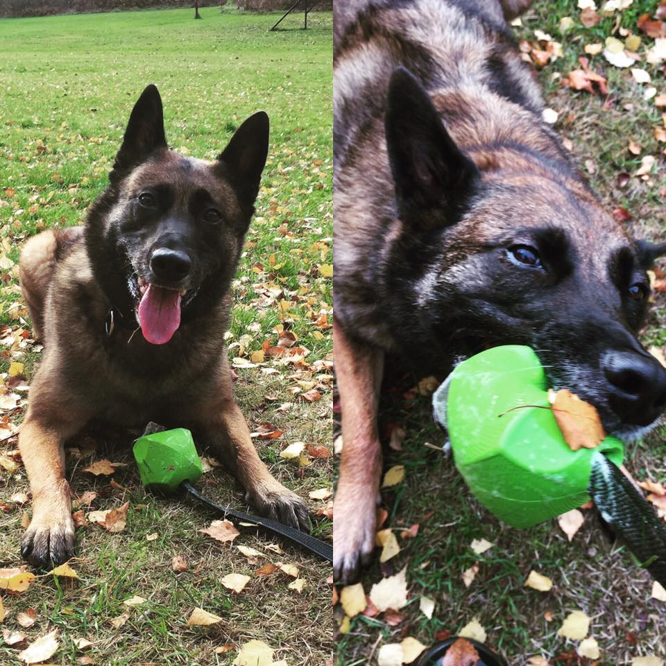 chuckit erratic ball xl