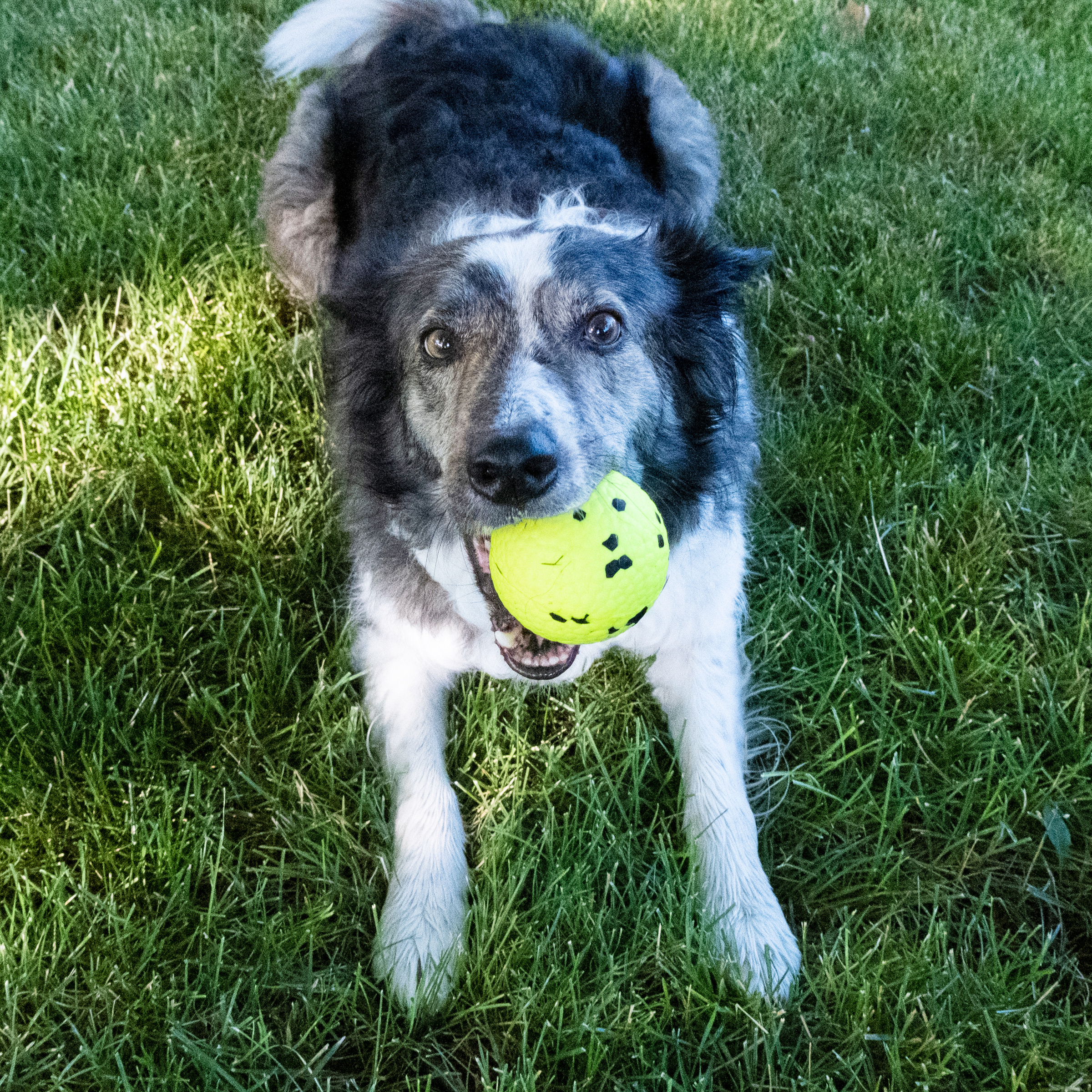 Kong Reflex Boll - 2