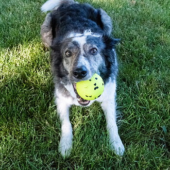 Kong Reflex Boll