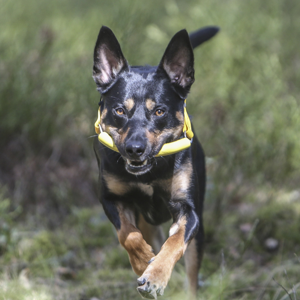   Workingdog