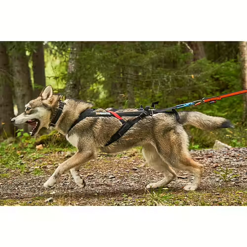 Belt and Tracking leads