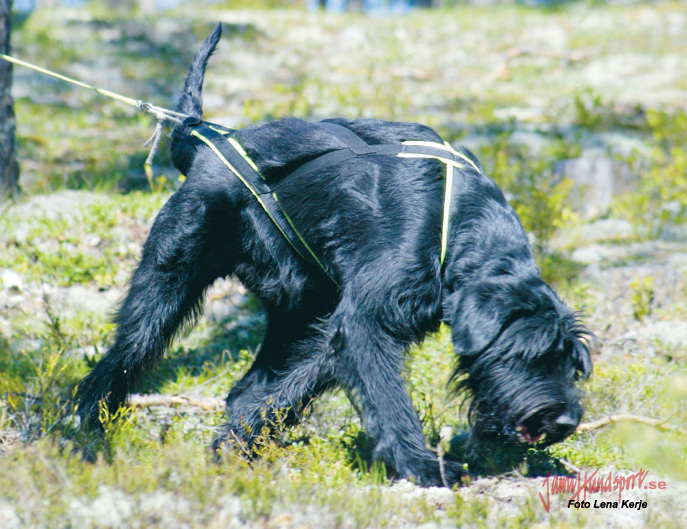 Harness & Tracking line