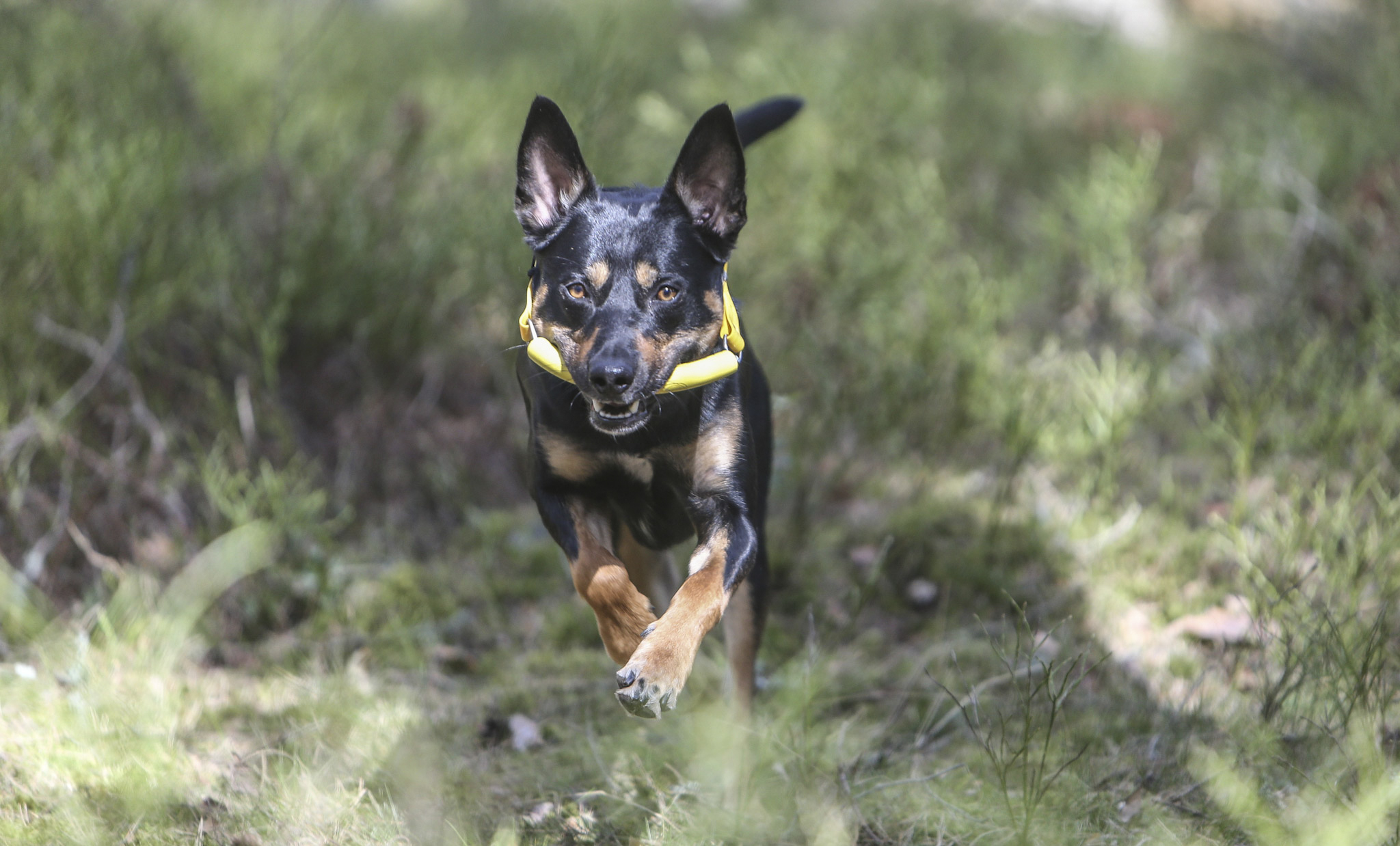 Working dog & Competition